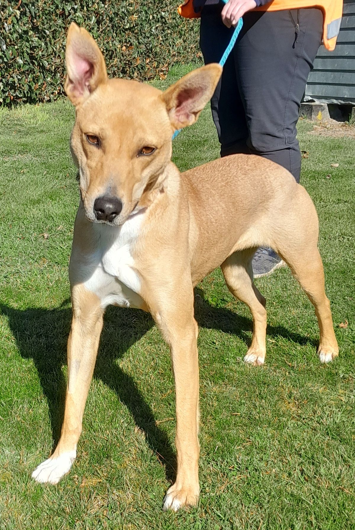 Gallery image: Maisie