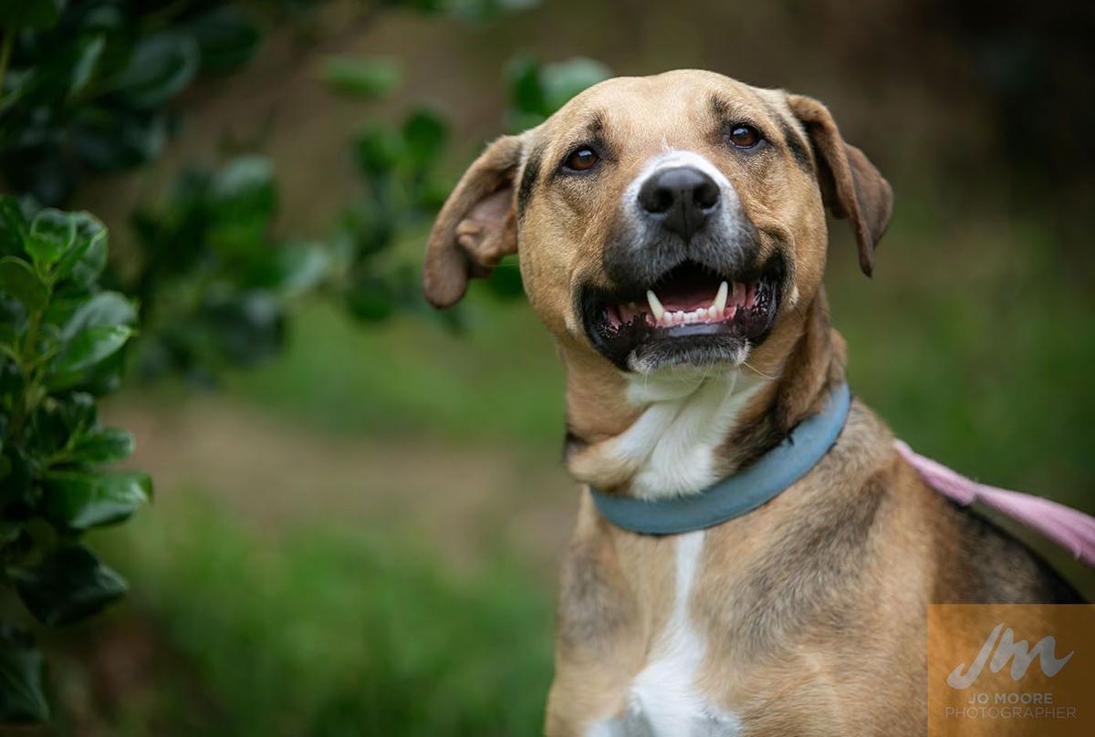 New regulations to curb life-chaining of dogs welcomed by SPCA  