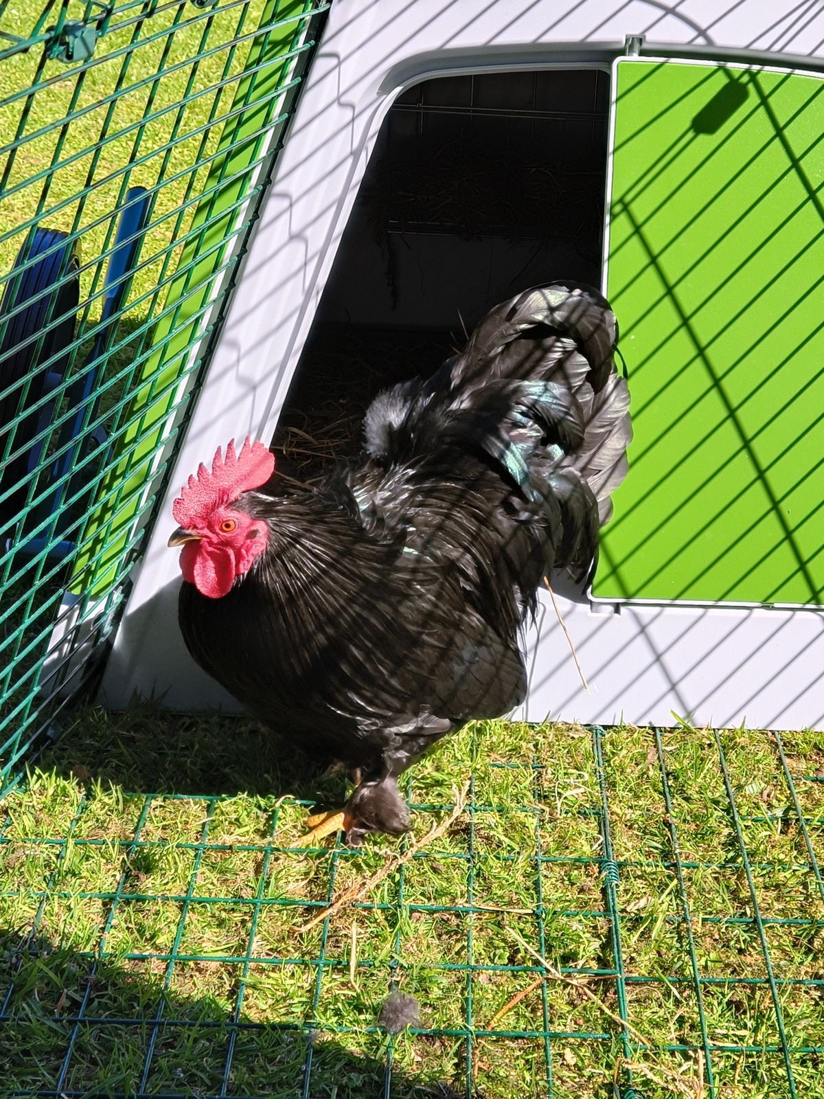 Gallery image: Pickle