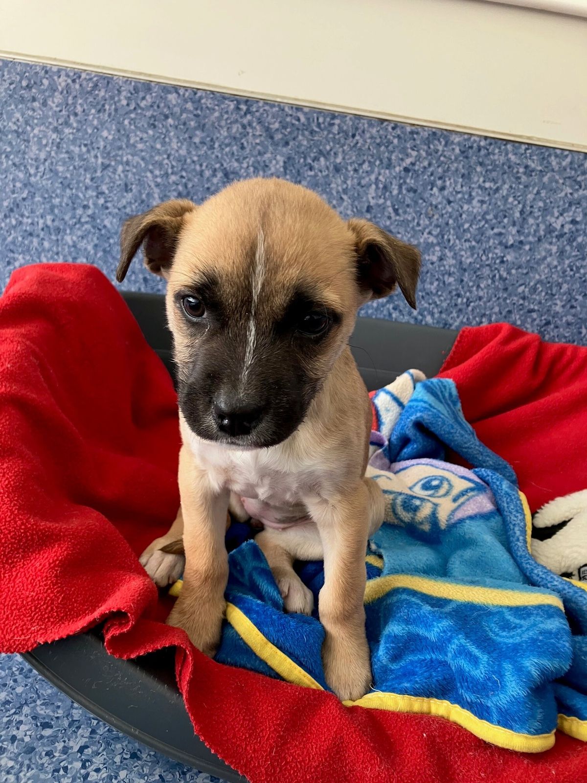 Gallery image: Pumba