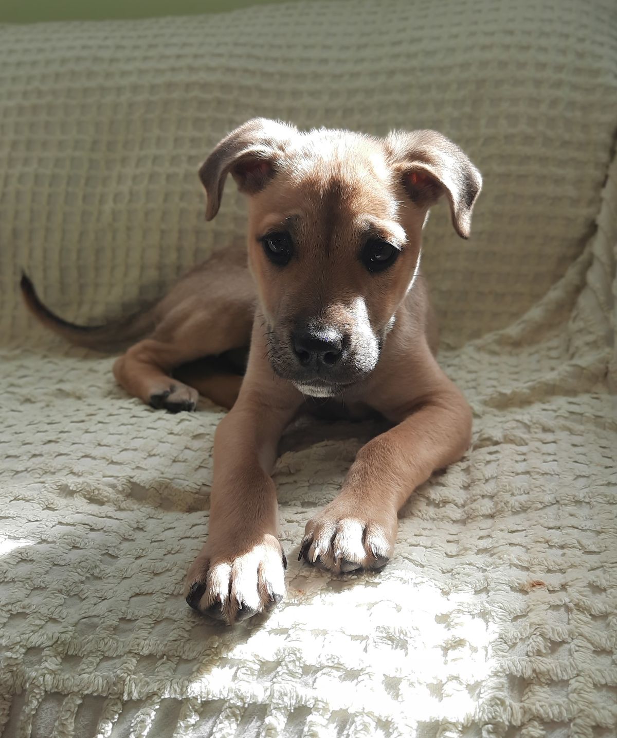 Gallery image: Timon