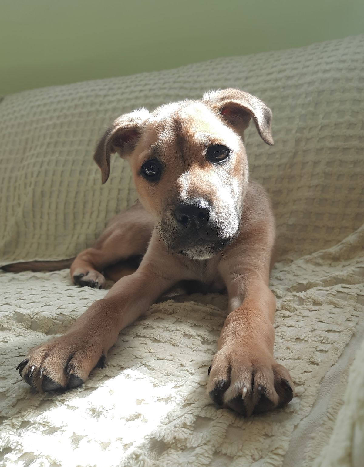 Gallery image: Timon