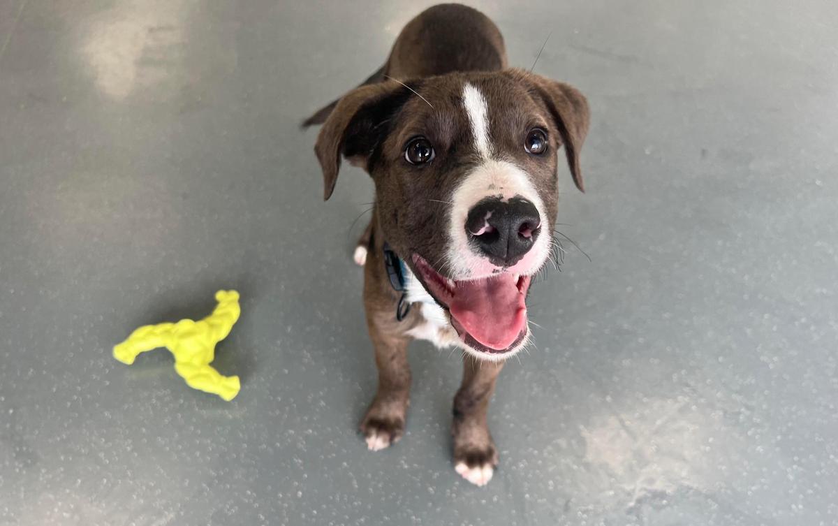 A brown and white puppy smiles at the camera.