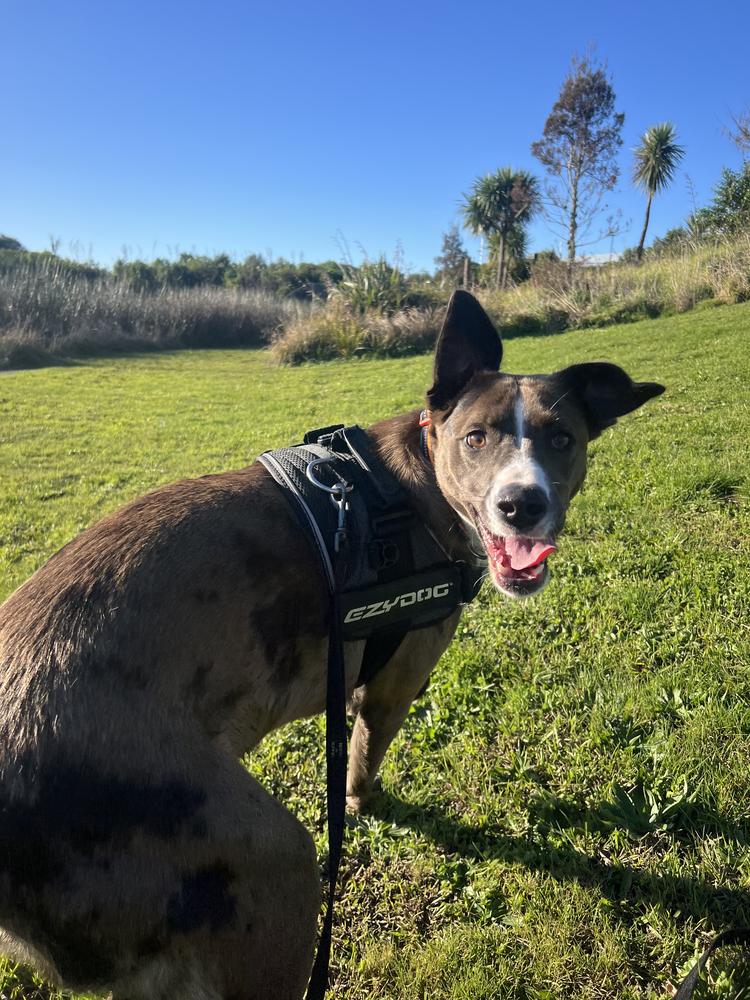 A brown and white dog stands on a grassy lawn on a blue sky day, smiling.