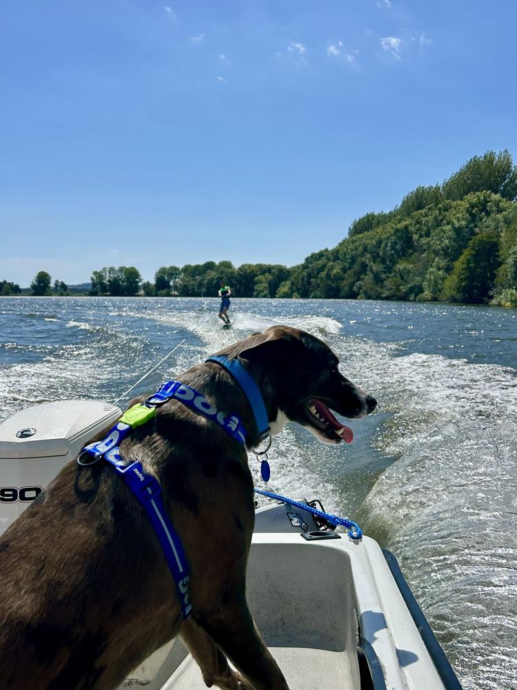 A brown dog sits on a boat on a sunny day, with a person wakeboarding behind him.