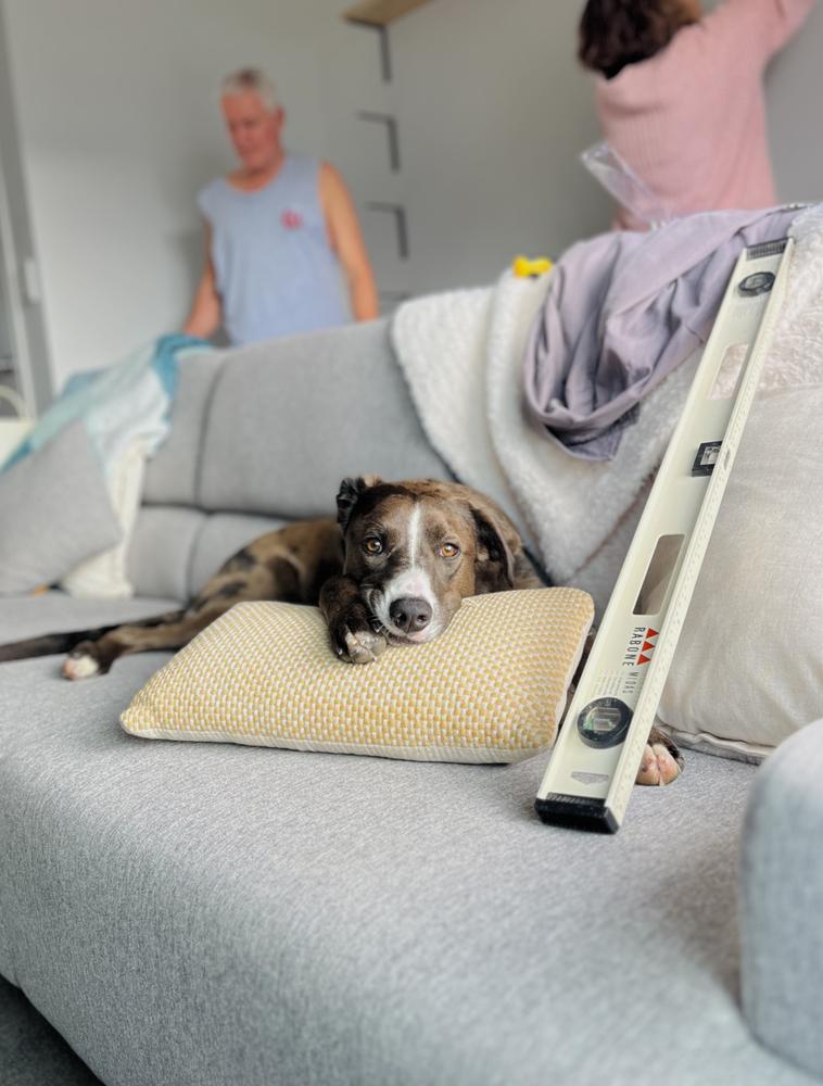A brown and white dog sits next to a level, lounging on the couch.
