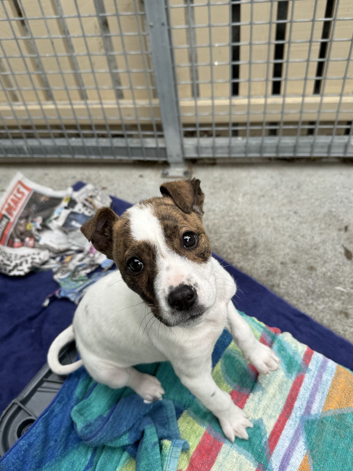 Gallery image: Hansel