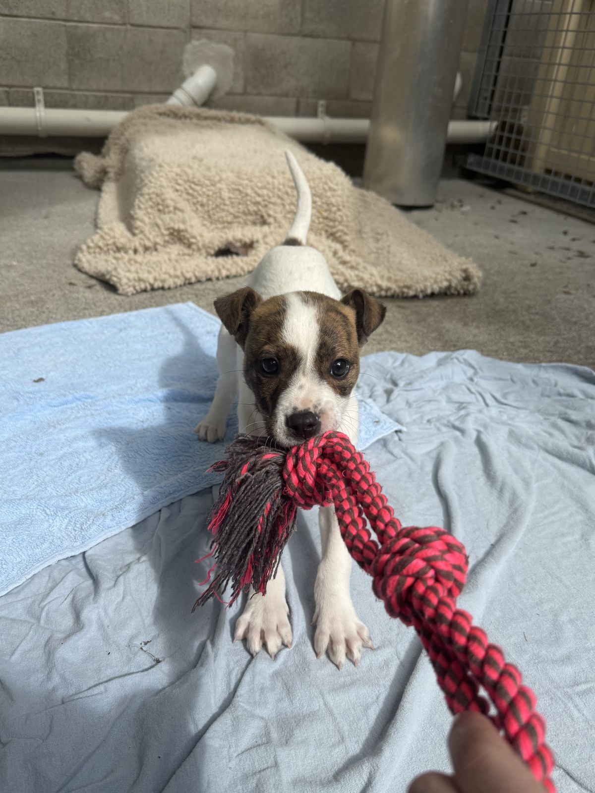 Gallery image: Hansel