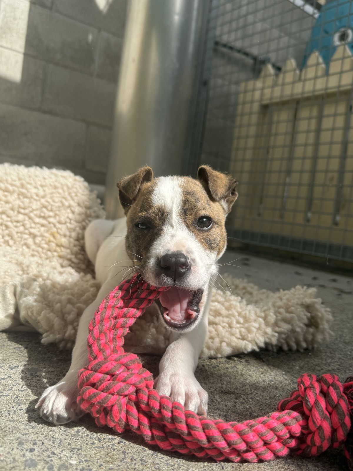 Gallery image: Hansel