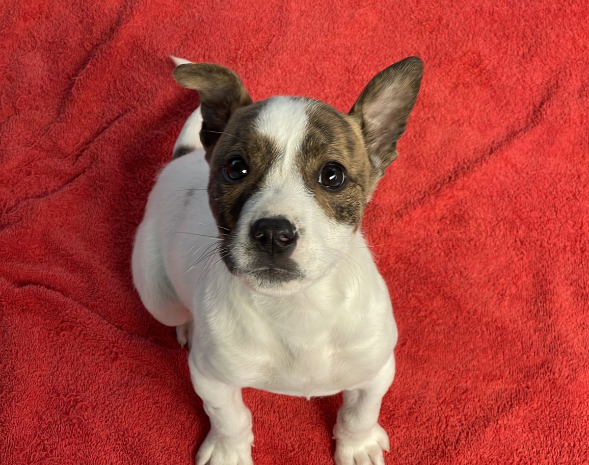 Gallery image: Hansel