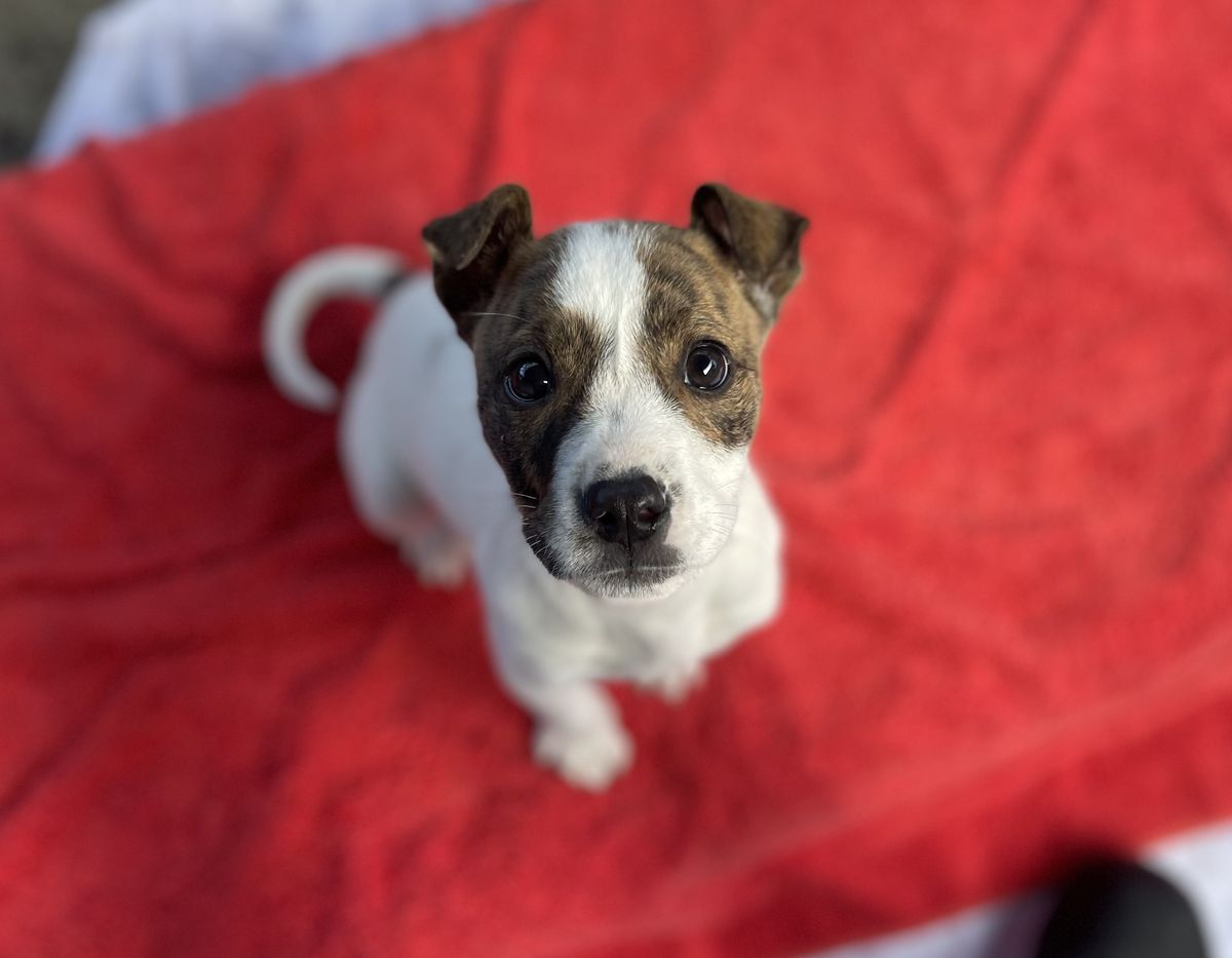 Gallery image: Hansel