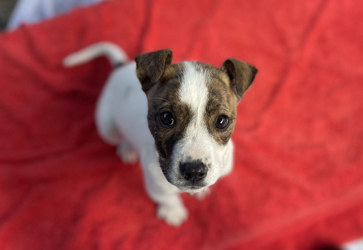 Gallery image: Hansel