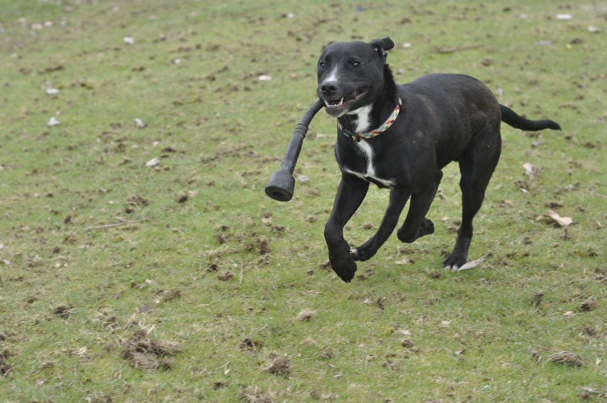 Gallery image: Flynn