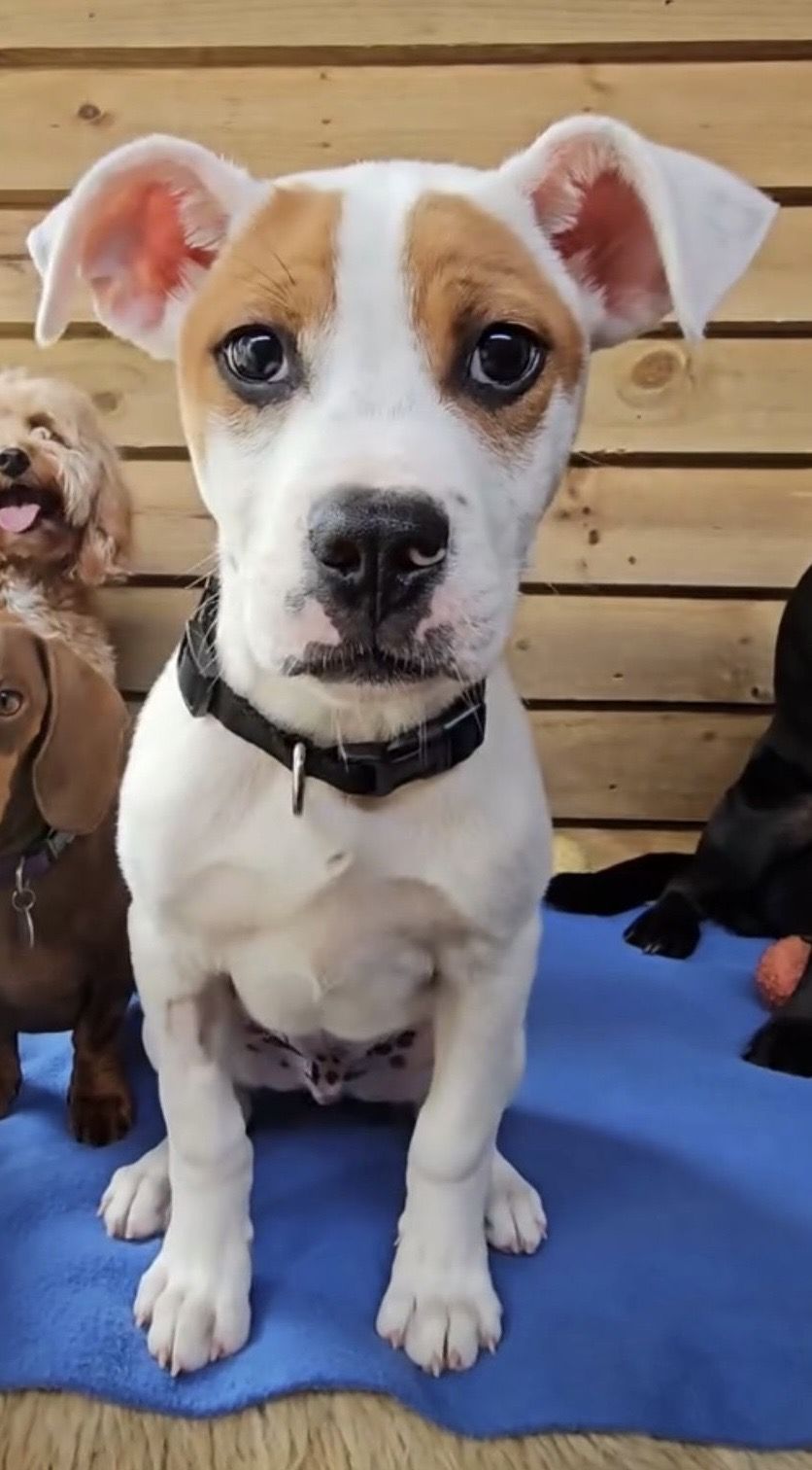 Gallery image: Twinkie