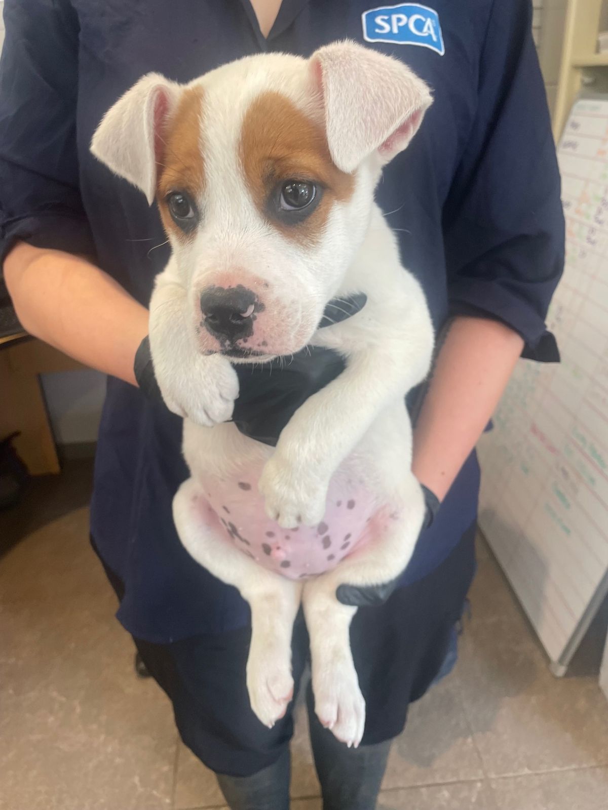 Gallery image: Twinkie