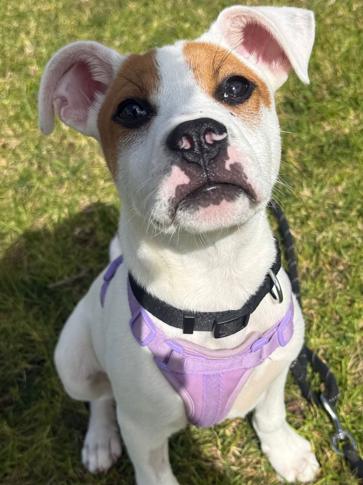 Gallery image: Twinkie