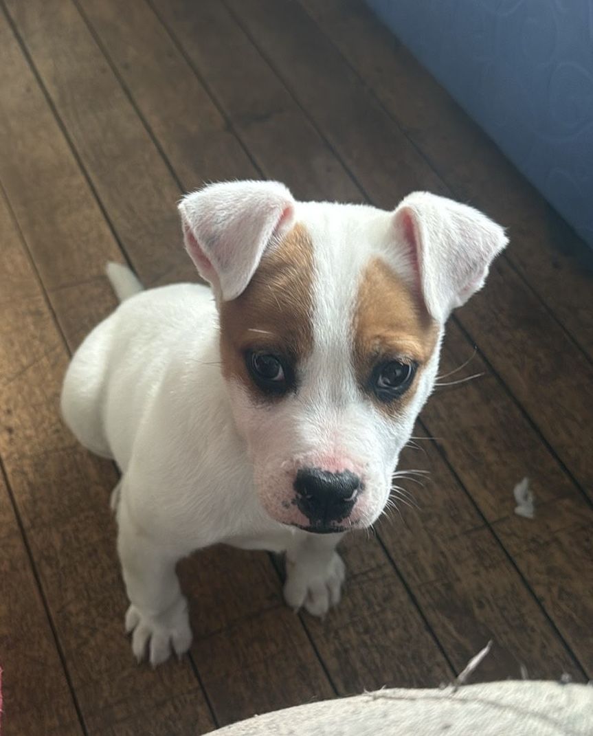 Gallery image: Twinkie