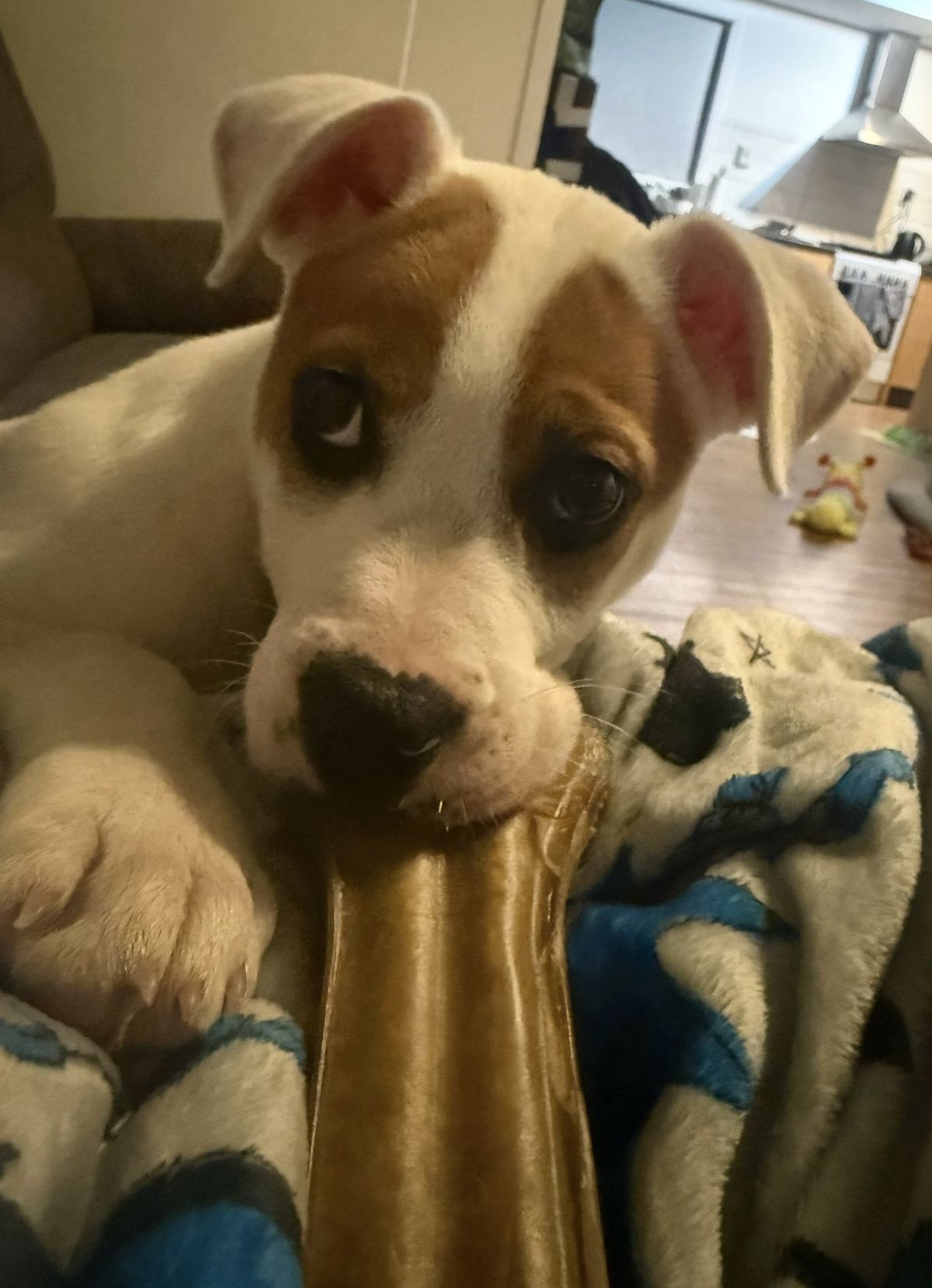 Gallery image: Twinkie