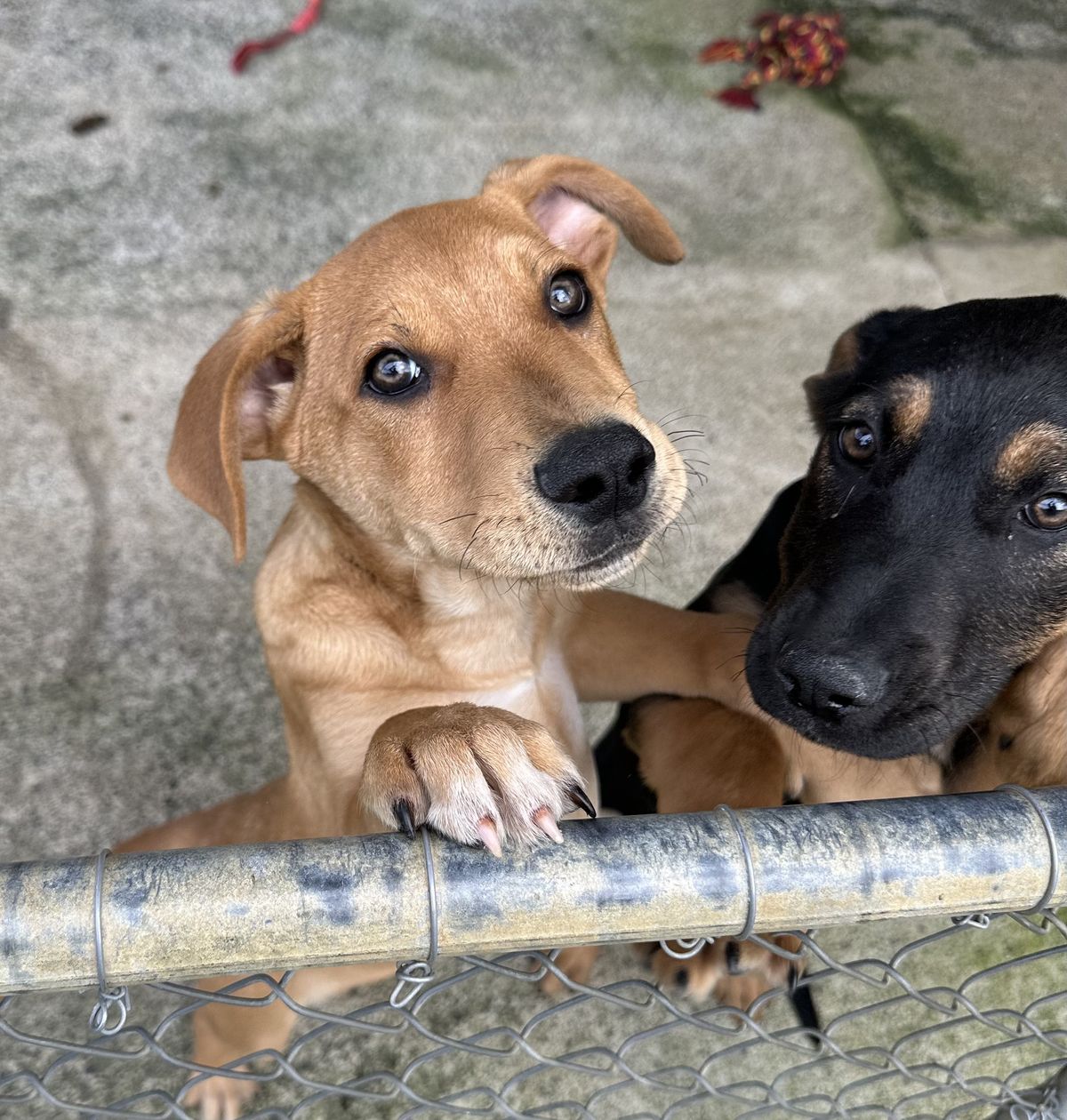 Gallery image: Pretzel