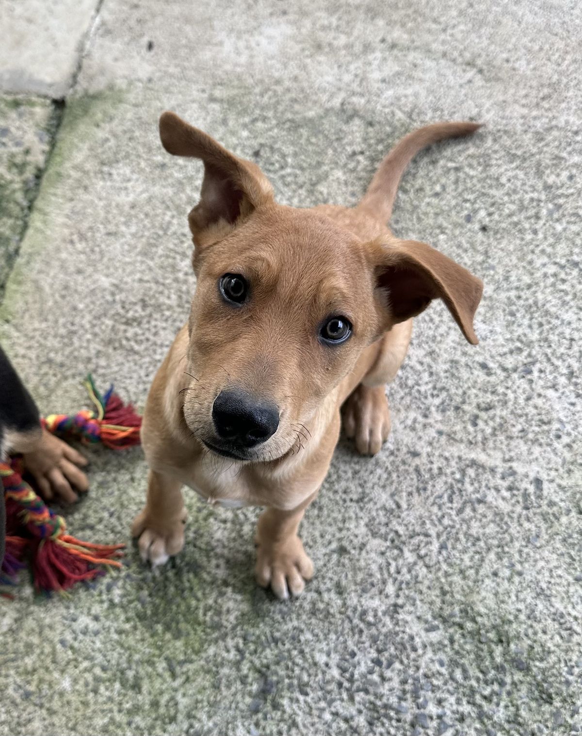 Gallery image: Pretzel