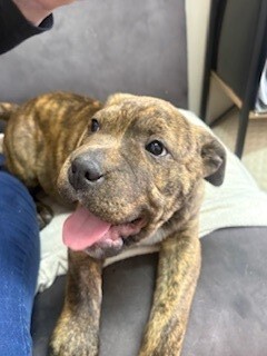 Milo - Large Cross Breed