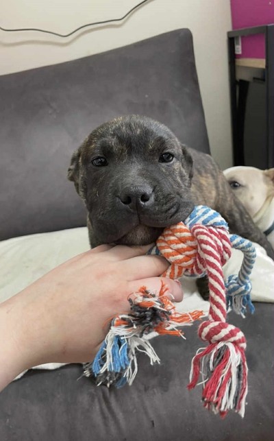 Shady - Large Cross Breed