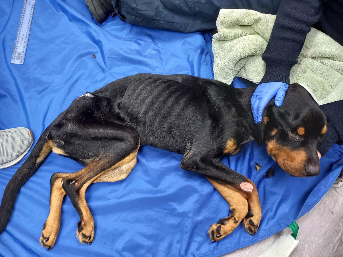 Two Aucklanders’ charged following severe neglect of dogs