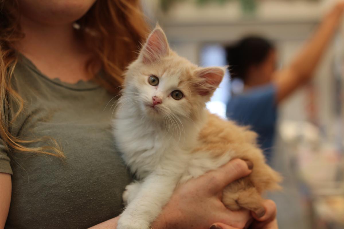 New SPCA community model for Ashburton  