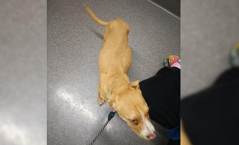 Woman charged after SPCA discovers puppy with a fractured hip and over 100 fish bones in stomach 