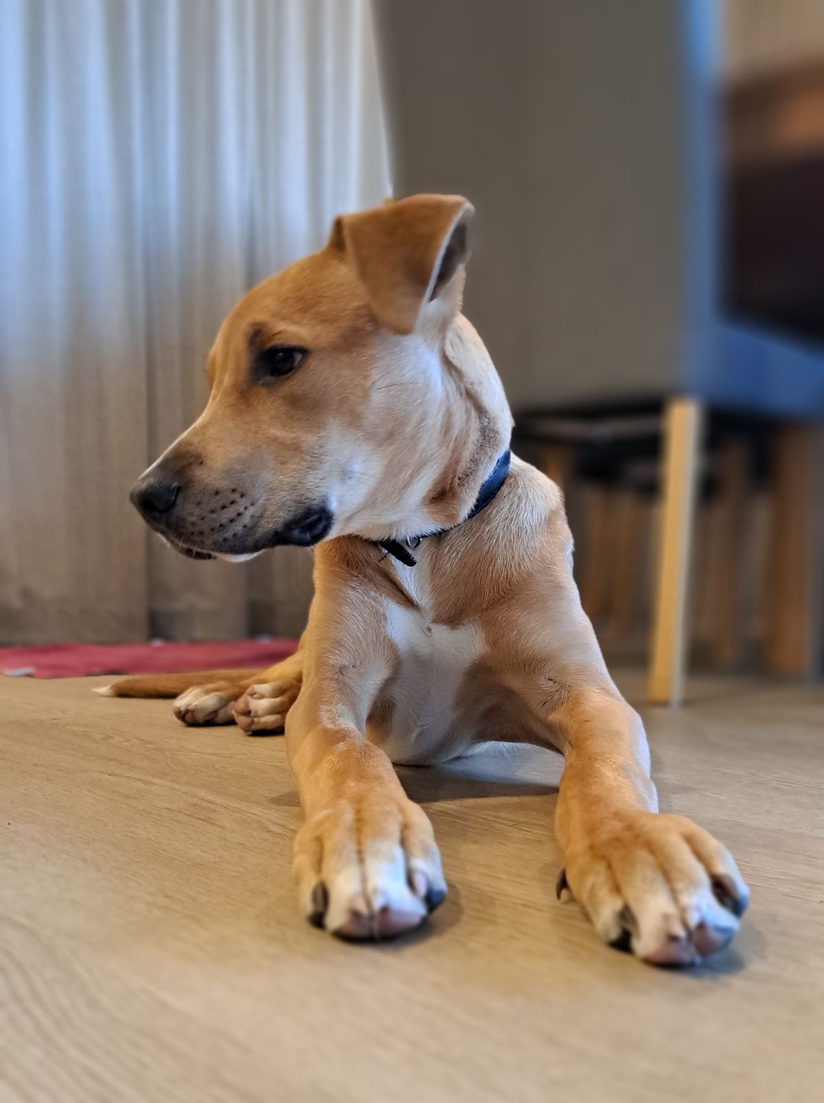 Gallery image: Zephyr