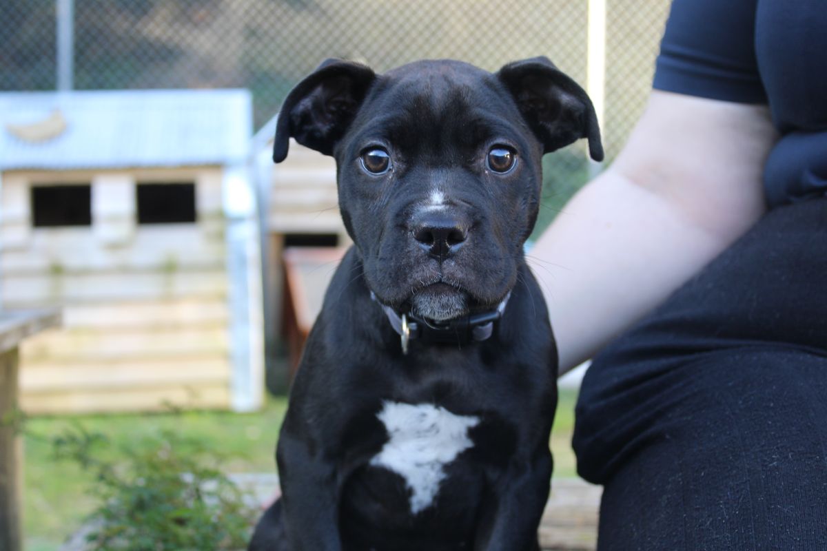 Gallery image: Kransky