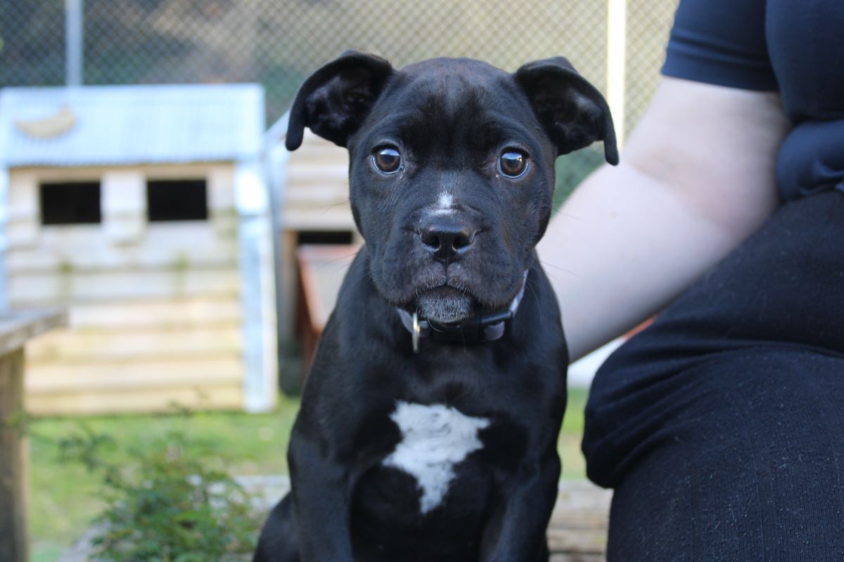 Gallery image: Kransky