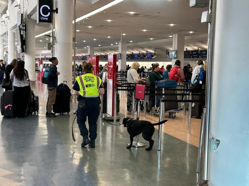 A black dog sniffs suitcases in the lobby of an airport.