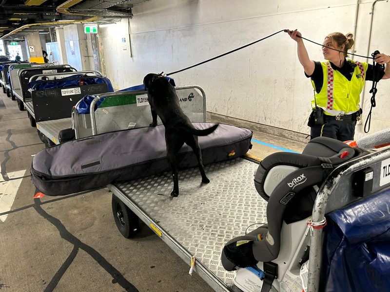 A black dog sniffs suitcases and bags in the back area of an airport.