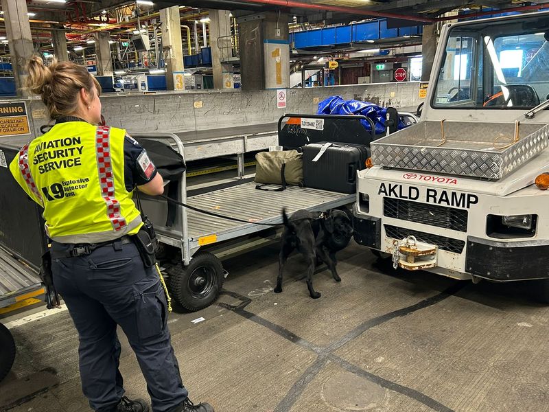 A black dog sniffs suitcases and bags in the back area of an airport.