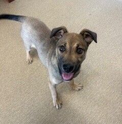 Gallery image: Hunter