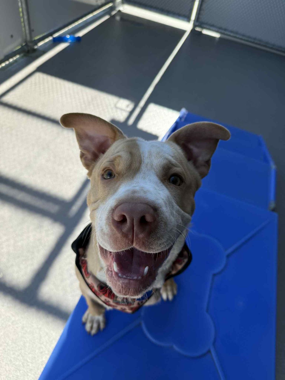 Gallery image: Apollo