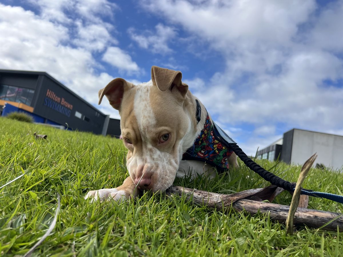 Gallery image: Apollo