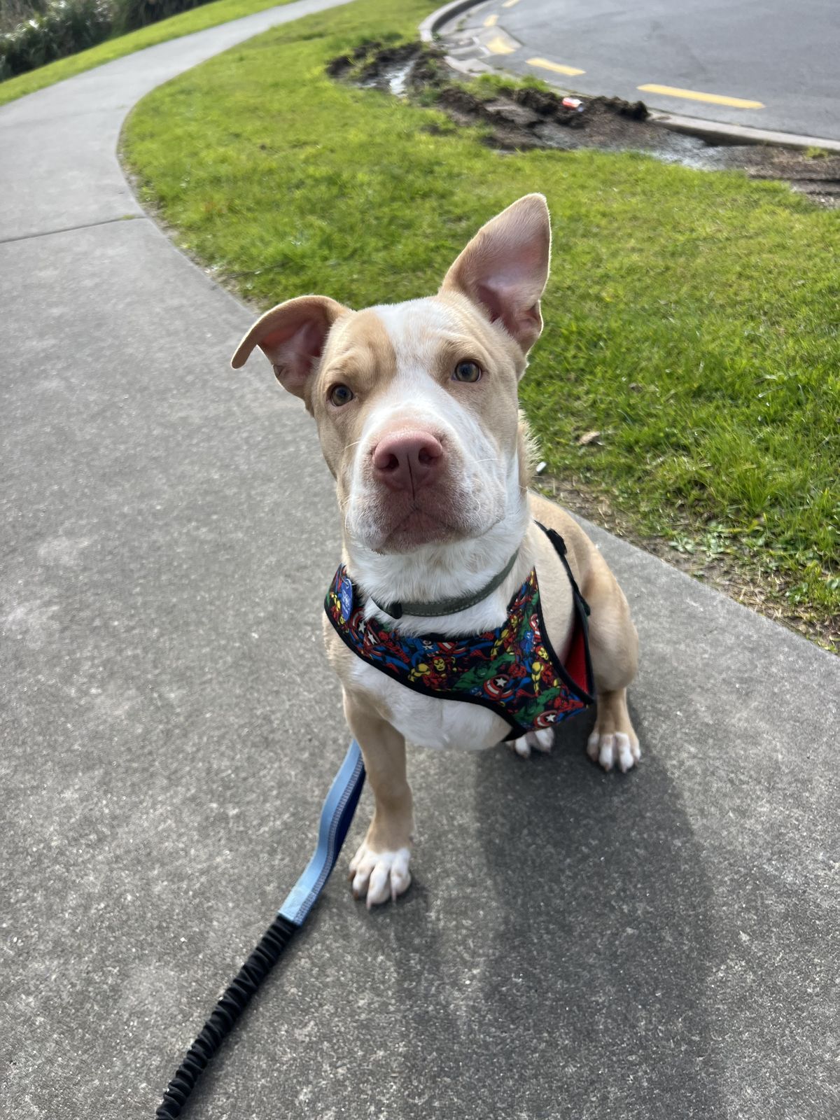 Gallery image: Apollo