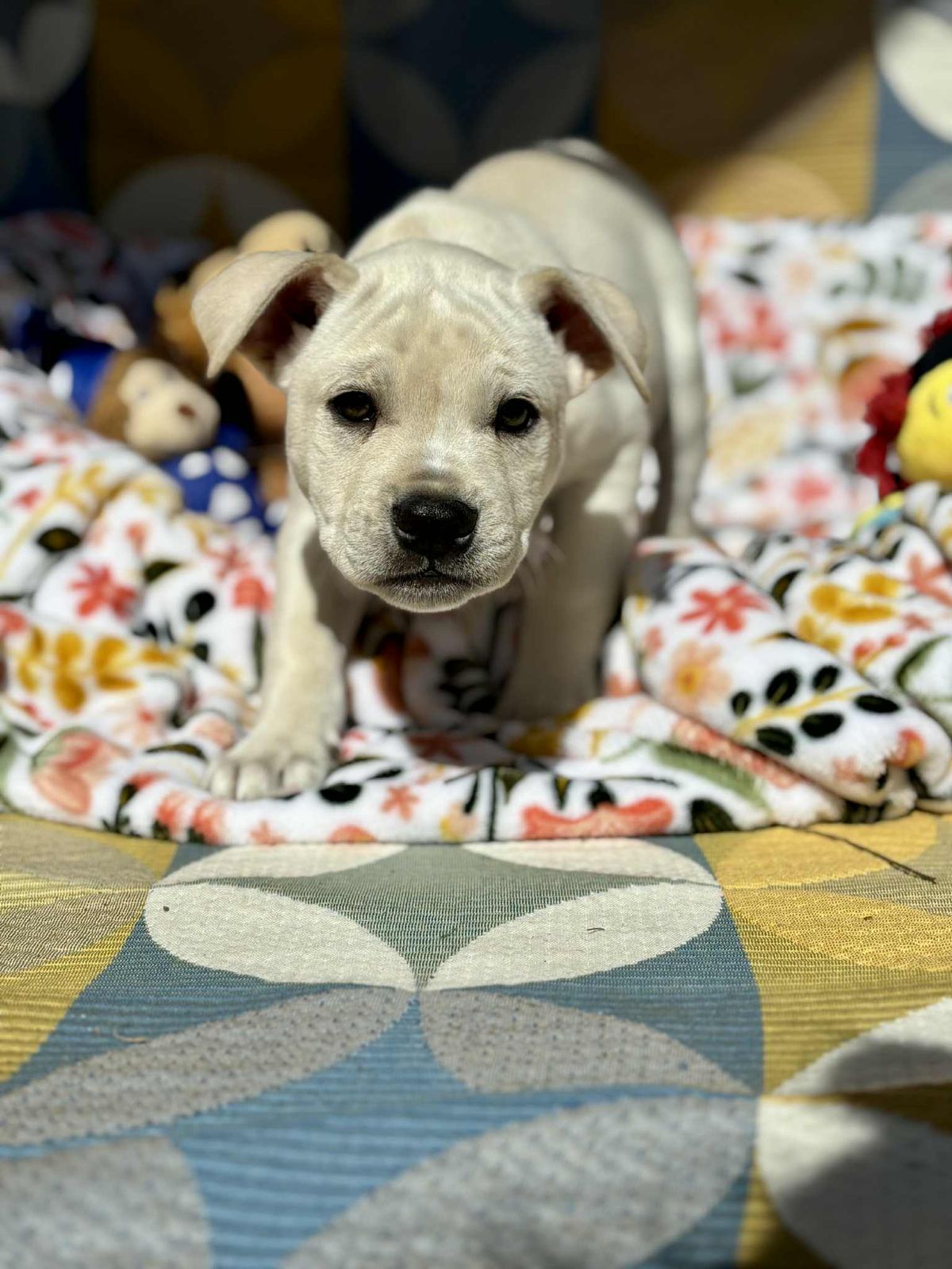 Gallery image: Archie