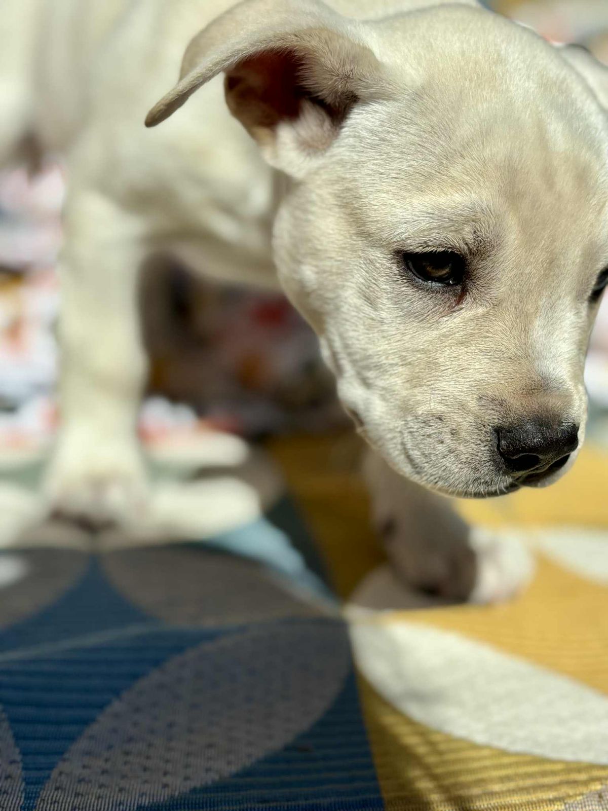 Gallery image: Archie