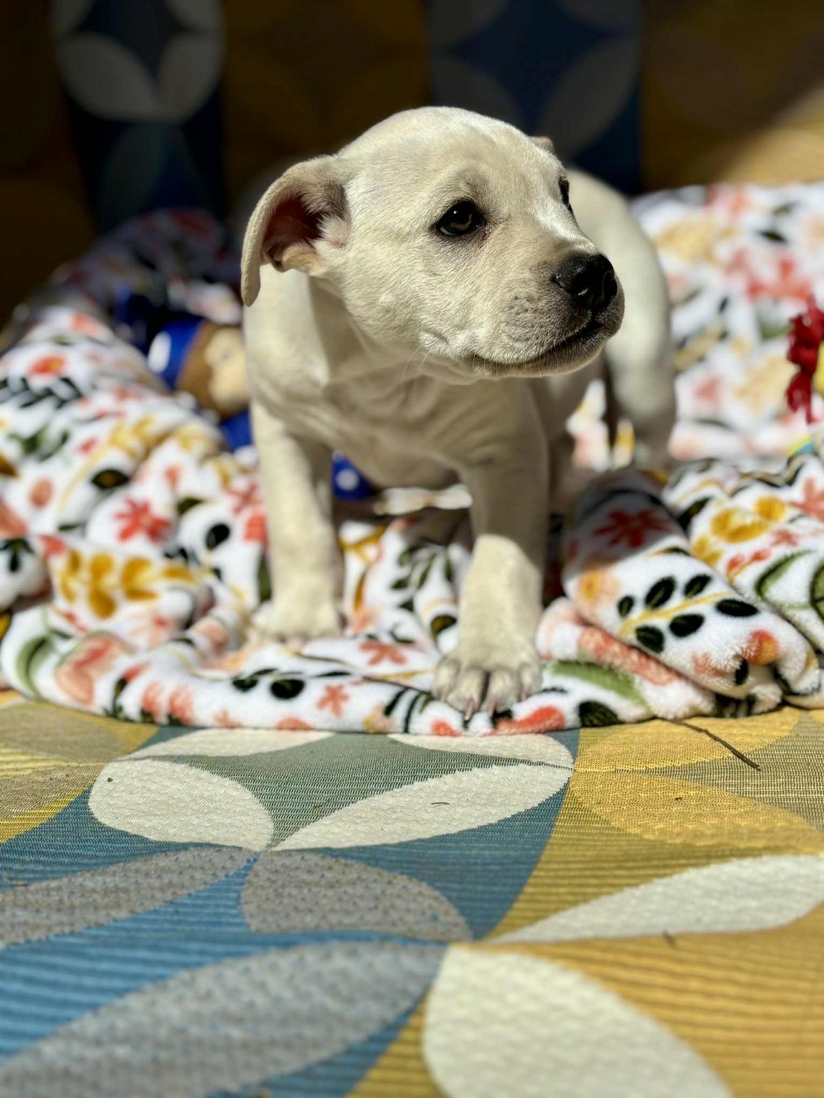 Gallery image: Archie