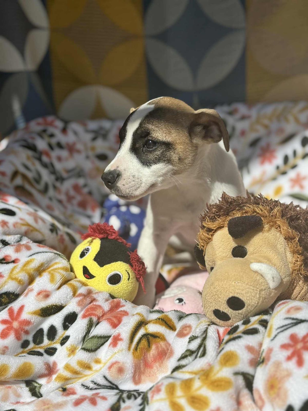 Gallery image: Birdie