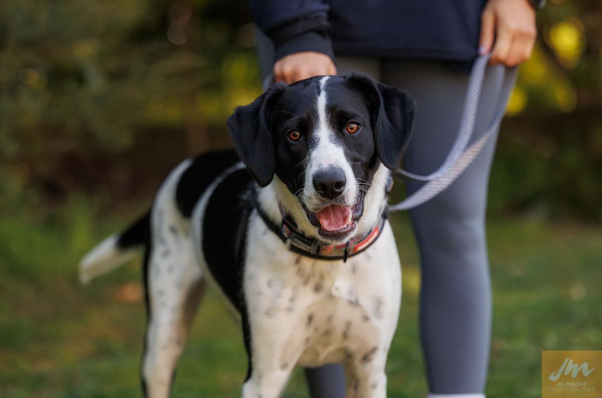 FAQs: New dog tethering regulations effective from 25 September 2025