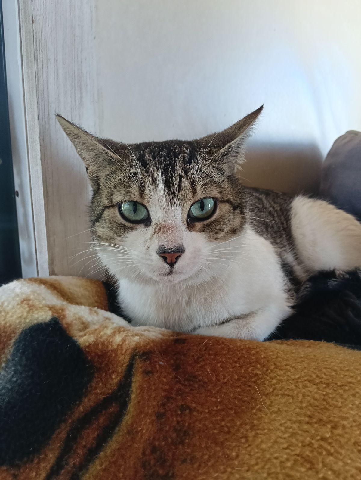 Gallery image: Aelin