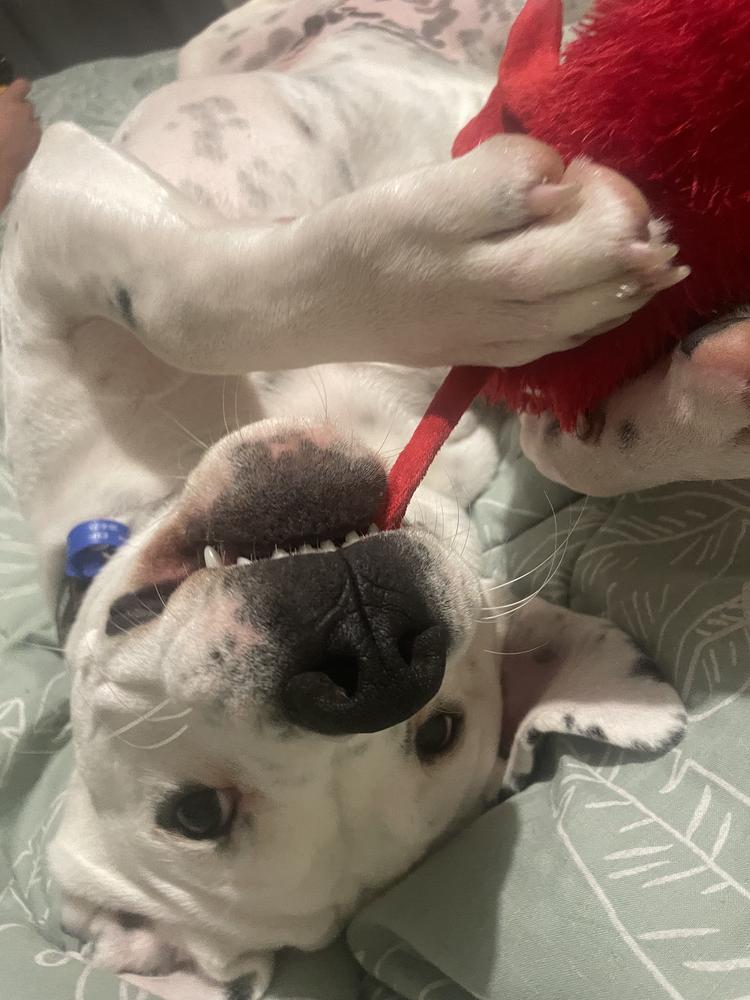 A white dog lies on his back playing with a toy, smiling goofily at the camera.