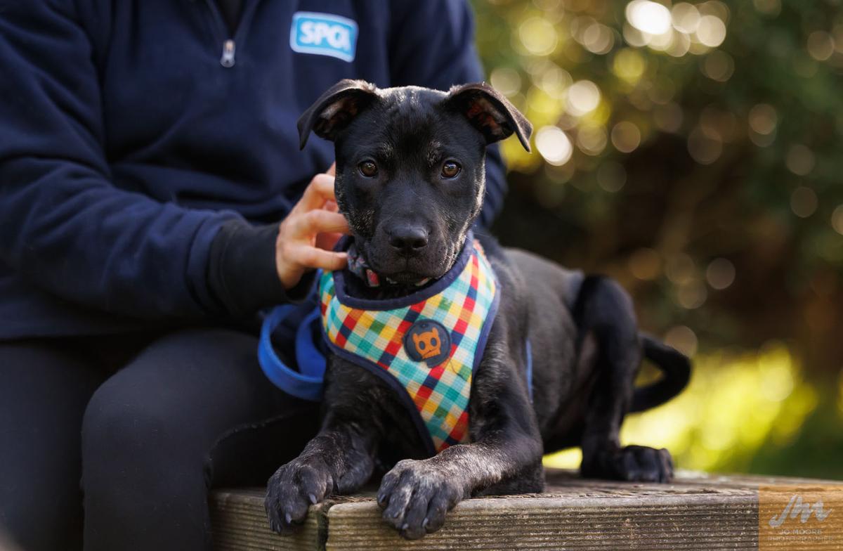 SPCA’s longest-waiting residents find loving homes 