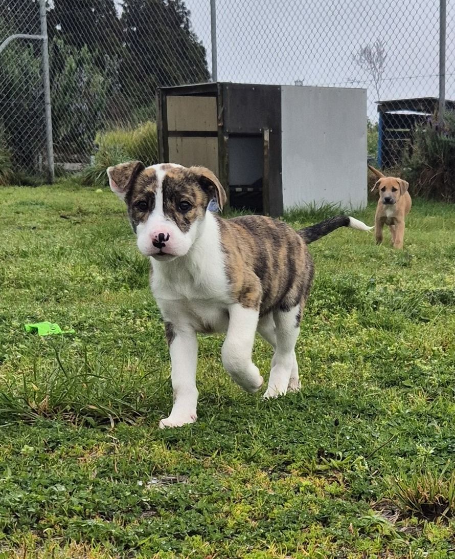 Gallery image: Dutchess