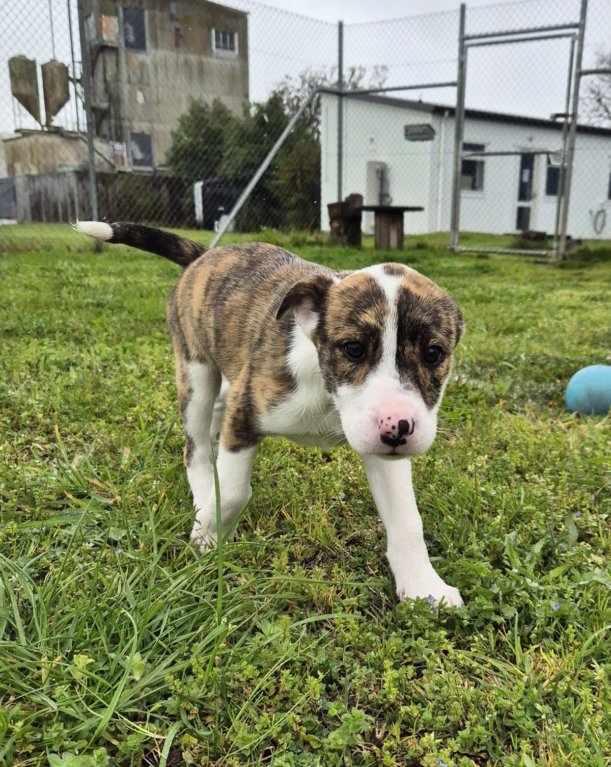 Gallery image: Dutchess