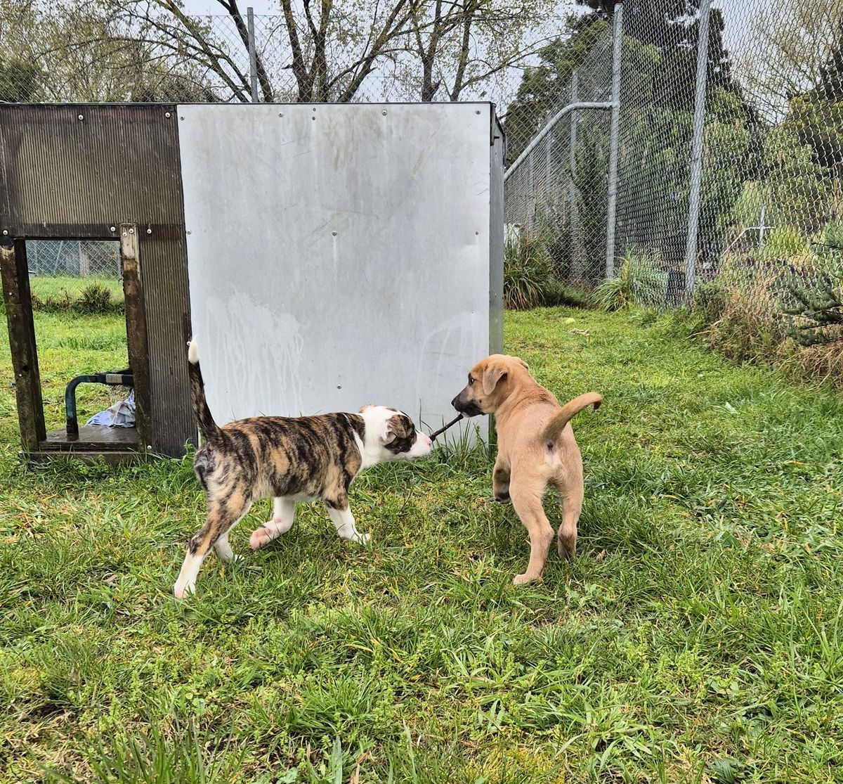 Gallery image: Dutchess